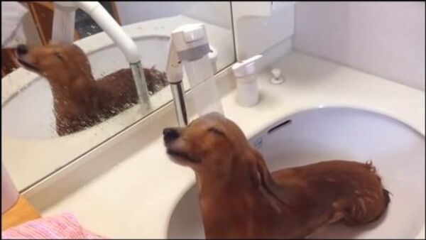Реклама шампуня для волос, или Как пес показывает свою любовь к душу