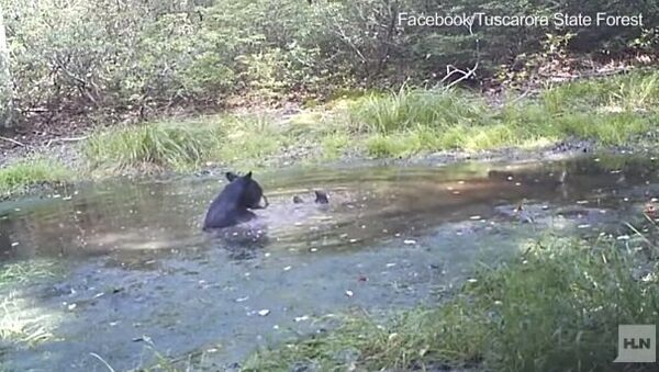 Никакой частной жизни: медведя поймали за банными процедурами