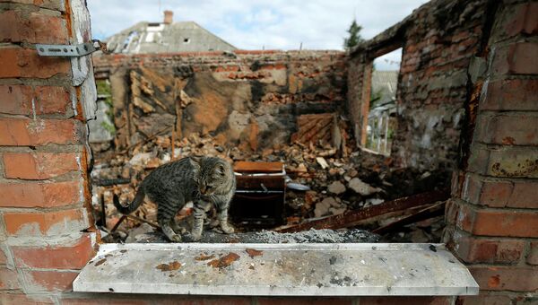 Кошка сидит в окне разрушенного после артобстрела дома в Семеновке