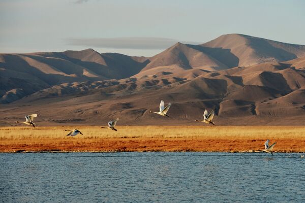Птицы на небольшом озере на Алтае