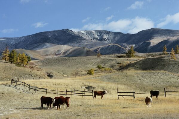 Коровы в горах Алтая