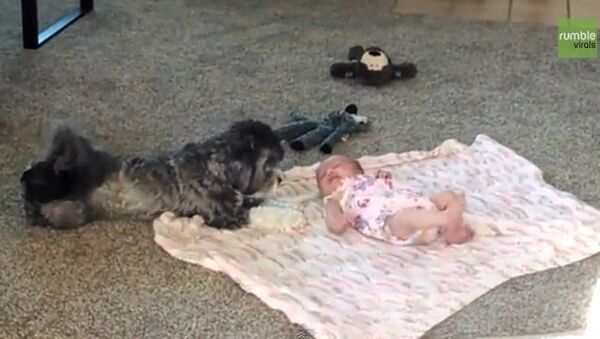 Видео в YouTube: щенок и малышка