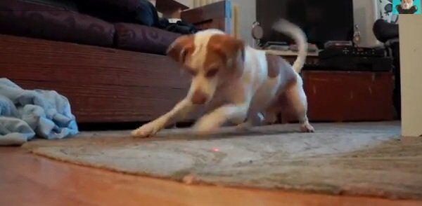Видео в YouTube: пес и лазер