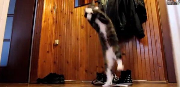 Видео в YouTube: кот-кенгуру