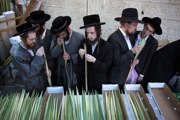 Подготовка к празднику Суккот в Израиле