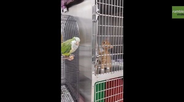 Видео в YouTube: котенок и попугай