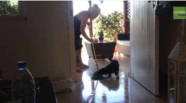 Видео в YouTube: пес и мытье полов