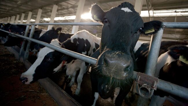 Коровы на животноводческой ферме, архивное фото