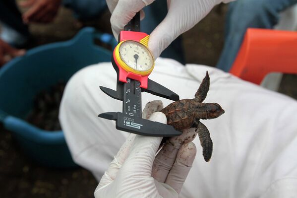 Осмотр черепахи в рамках проекта по сохранению популяции в заповеднике Estero Padre Ramos в Никарагуа, 8 октября 2014