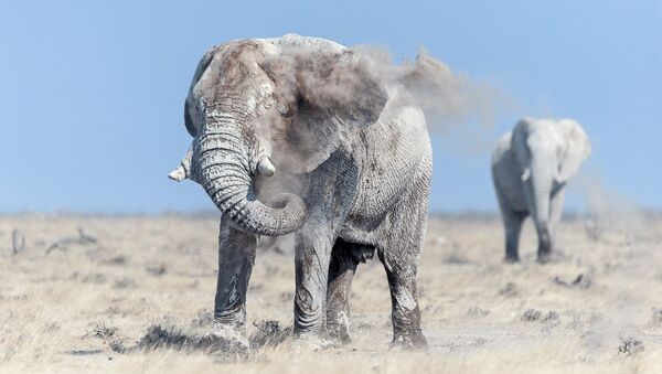 Слон принимает пылевые ванны