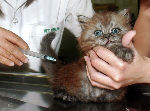 Котенок во время приема у ветеринарного врача в Бангкоке