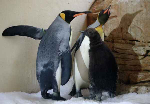Детеныш королевского пингвина в зоопарке в Вене