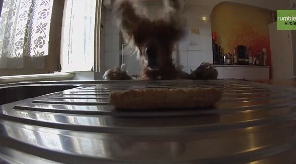 Видео в YouTube: пес и печенье