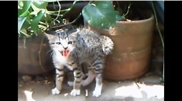 Видео в YouТube: сердитый котенок