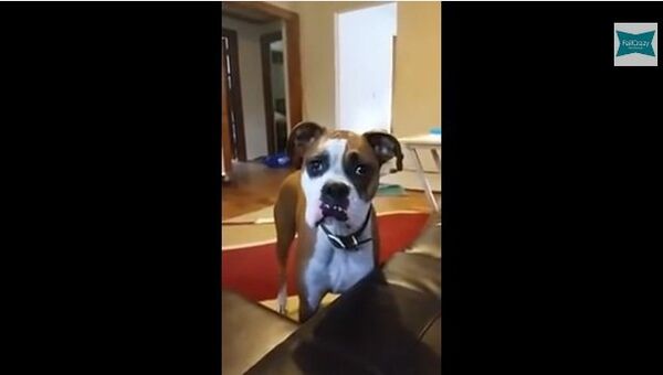 Видео на YouTube: пса не пускают на диван