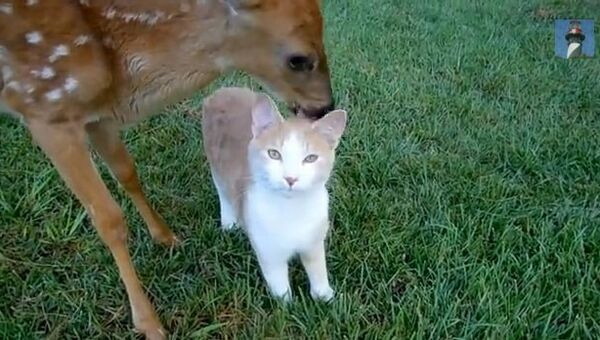 Видео на YouTube: кот и олененок