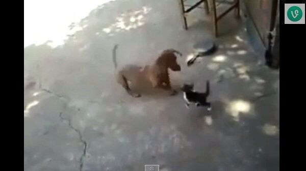 Кошка VS собака, или Как мать защитила своего малыша от игривого пса