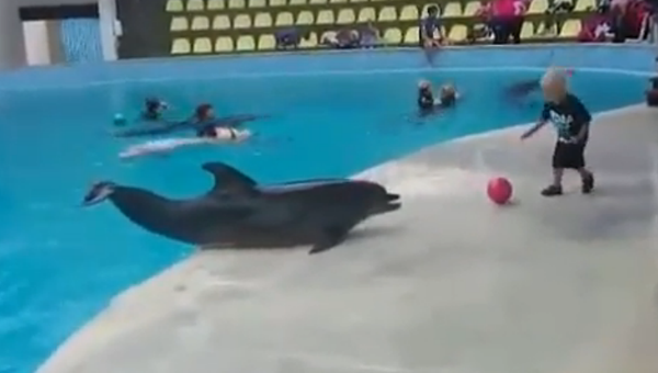 Вместе веселее:  дельфин поиграл с малышом в мяч