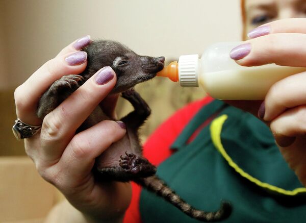 Работник зоопарка кормит малыша коати молоком. Красноярск, Россия