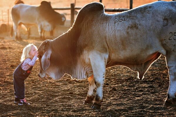 Девочка и бык на ферме в Южной Африке