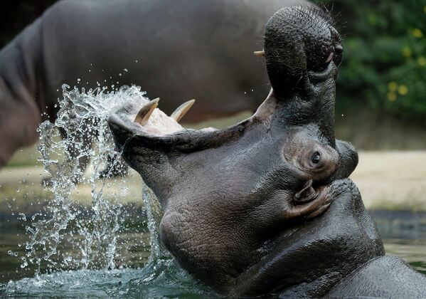 Бегемот купается в зоопарке Берлина, Германия