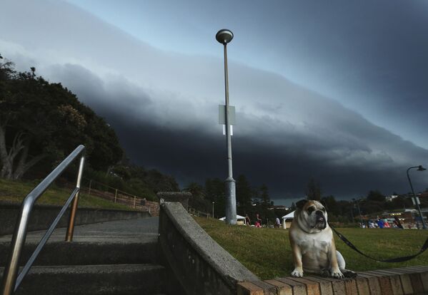 Собака ждет хозяина на Бронте Бич в Сиднее, Австралия