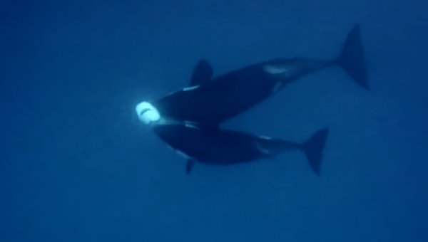Жестокий подводный мир: кит убийца охотится на акулу