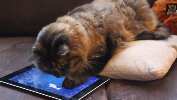 Продвинутый кот играет в Ipad