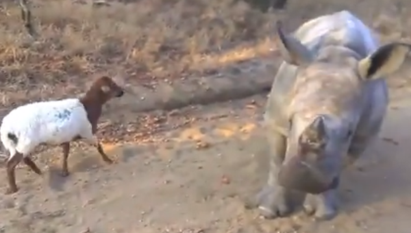 Утешительные игры детеныша носорога