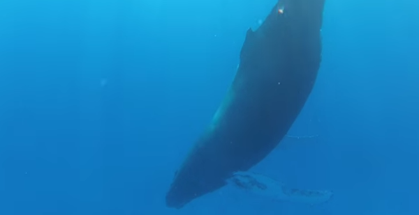Большой горбатый кит в состоянии покоя