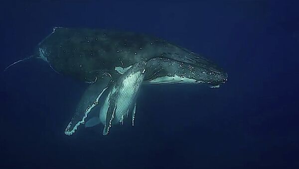 Завораживающие кадры с горбатыми китами у берегов Тонга
