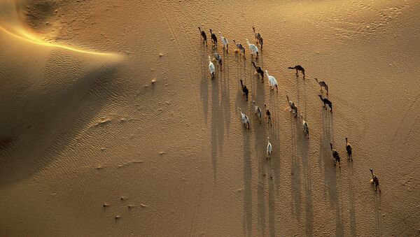 Пустыня в ОАЭ. Архивное фото