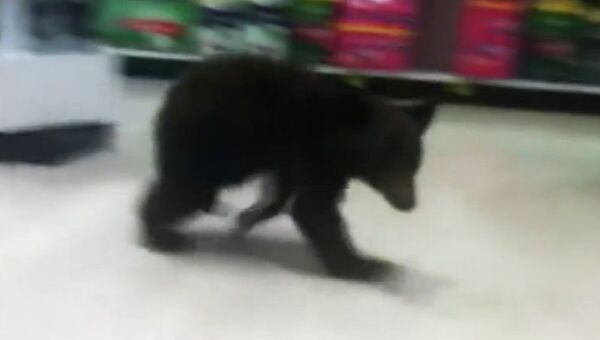 Потерянный медведь: прогулка по супермаркету