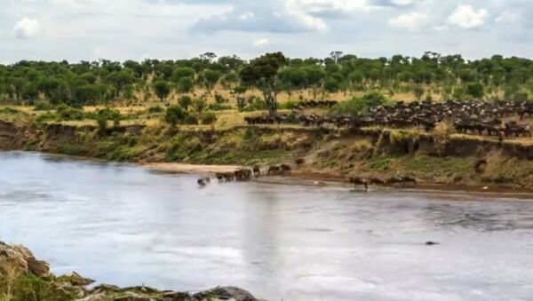 Переправа через реку: миграция тысяч антилоп в ускоренном темпе