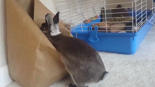 Кролик после шопинга