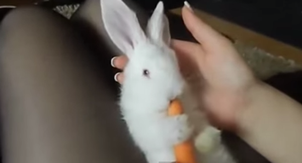 Кролики – самые милые существа на свете