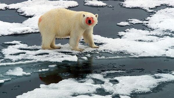 Белый медведь с окровавленной пастью. Норвегия