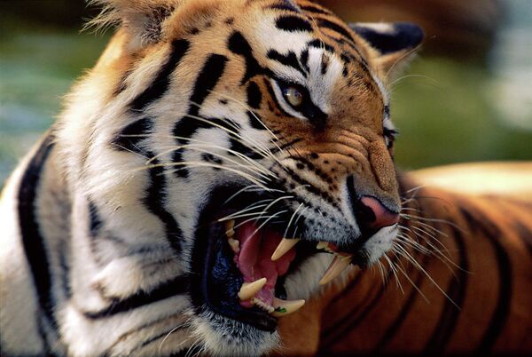 Бенгальский тигр. Индия