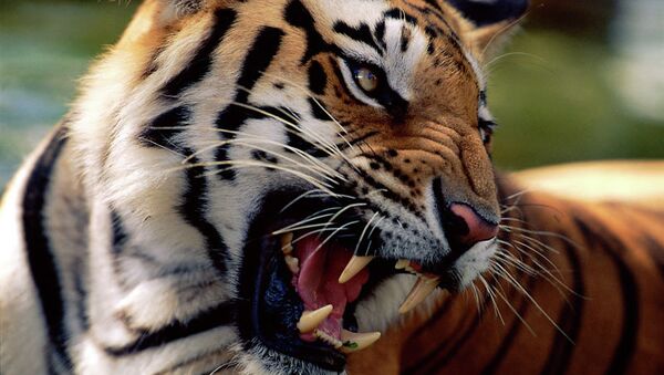 Бенгальский тигр. Индия