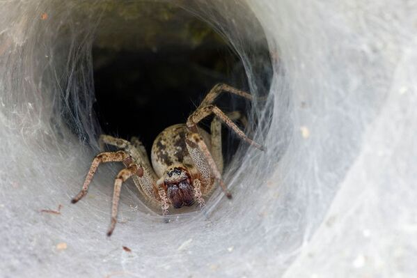 Лабиринтовый паук. Франция