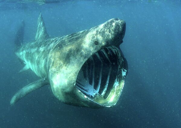 Гигантская акула у побережья Англии