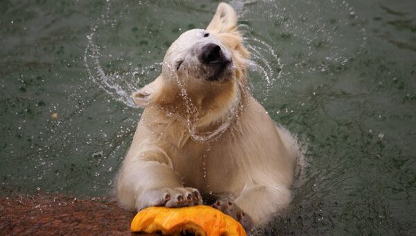 Белый медведь в Ленинградском зоопарке в преддверии Хэллоуина