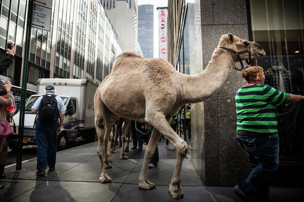Верблюд на улице Нью-Йорка