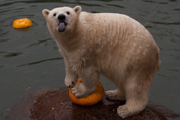 Белый медведь в Ленинградском зоопарке в преддверии Хэллоуина