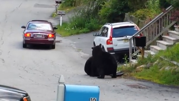 Медведи устроили борьбу посреди улицы