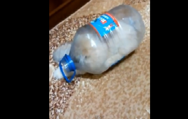 Заложник ситуации: кот залез в бутылку и не может выбраться