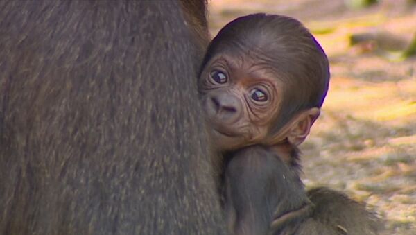 Крошечный малыш гориллы впервые появился на публике на руках у мамы