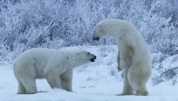 Сражение полярных медведей