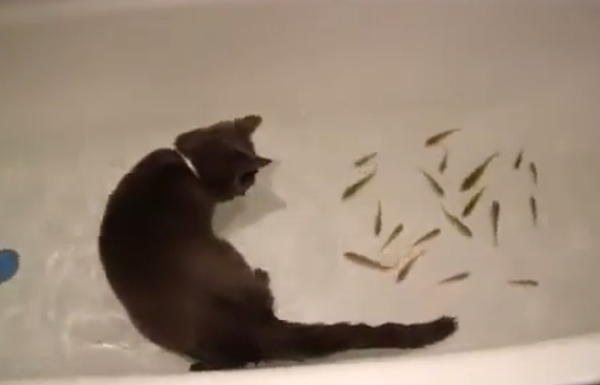кот-рыбак