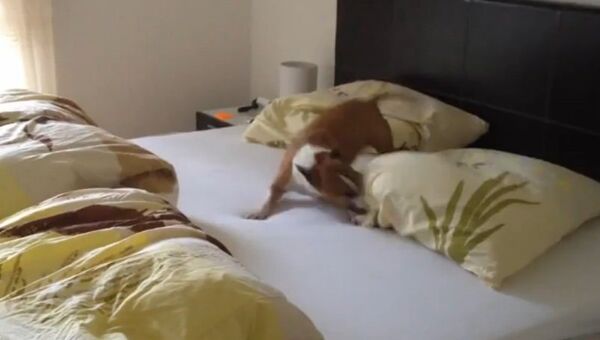 Бультерьер проверяет кровать. Кадр из видео.